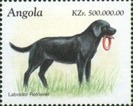 Labrador Retriever