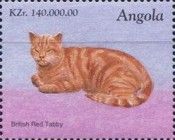 British Red Tabby