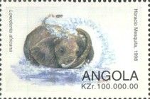 African Elephant (Loxodonta africana)