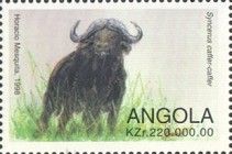 Cape Buffalo (Syncerus caffer caffer)