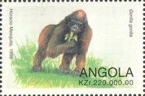 Western Gorilla (Gorilla gorilla)