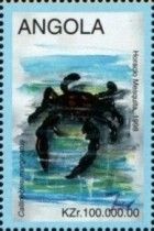 Marbled swimcrab (Callinectes marginatus)