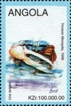 Uca tangeri