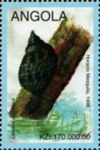 Littonna angulifera