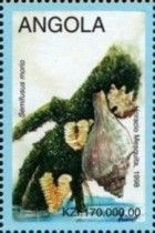 Giant Hairy Melongena (Semifusus morio)