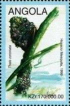 Thais coronata