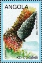 Cerithium atratum
