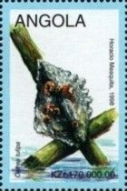 Ostrea tulipa