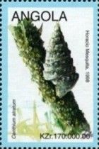 Cerithium atratum