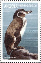 Galapagos Penguin (Spheniscus mendiculus)
