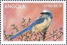 Florida Scrub-Jay (Aphelocoma coerulescens)