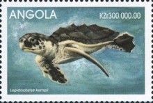 Kemp's Ridley Sea Turtle (Lepidochelys kempii)
