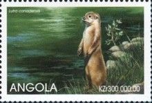 North American River Otter (Lutra canadensis)