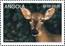Yucatan Brown Brocket (Odocoileus pandora)
