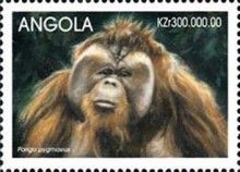 Bornean orangutan (Pongo pygmaeus)