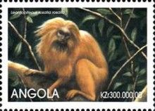 Golden Lion Tamarin (Leontopithecus rosalia rosalia)