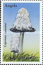 Coprinus comatus