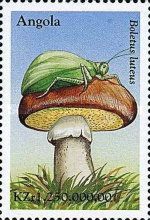 Boletus luteus