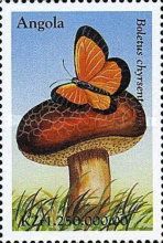 Boletus chrysenteron