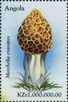Bigfoot Morel (Morchella crassipes)