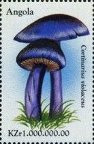 Violet Webcap (Cortinarius violaceus)