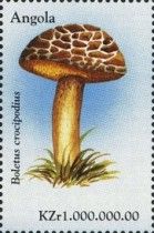 Boletus crocipodius