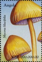 Mycena lilacifolia
