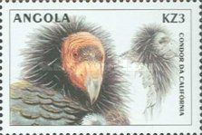 California Condor (Gymnogyps californianus)