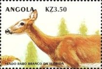 Florida Key Deer (Odocoileus virginianus clavium)