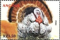 Wild Turkey (Meleagris gallopavo)