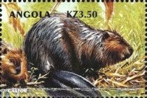 North American Beaver (Castor canadensis)