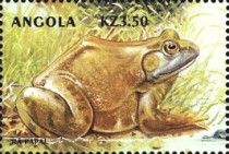 American Bullfrog (Rana catesbeiana)