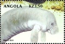 West Indian Manatee (Trichechus manatus)