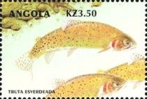 Rainbow Trout (Oncorhynchus mykiss)