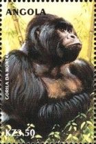 Mountain Gorilla (Gorilla beringei)