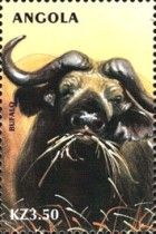 Cape Buffalo (Syncerus caffer)