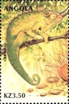 Jackson's Chameleon (Trioceros jacksonii)