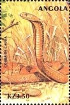 Cape Cobra (Naja nivea)
