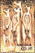 Meerkat (Suricata suricatta)