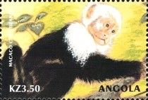 Humboldt's White-fronted Capuchin (Cebus albifrons)
