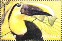 Yellow-throated Toucan (Ramphastos ambiguus)