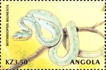 Amazonian Palm Viper (Bothrops bilineatus)