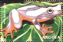 Clown Tree Frog (Hyla leucophyllata)