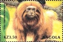 Golden Lion Tamarin (Leontopithecus rosalia)