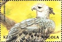Harpy Eagle (Harpia harpyja)