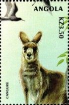 Eastern Grey Kangaroo (Macropus giganteus)