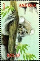 Koala (Phascolarctus cinereus)