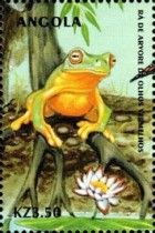 Red-eyed Tree Frog (Ranoidea chloris)