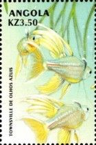 Pacific Blue-eye (Pseuomugil signifer)