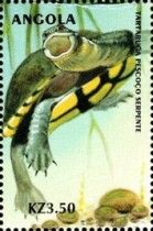 Eastern Snake-necked Turtle (Chelodina longicollis)